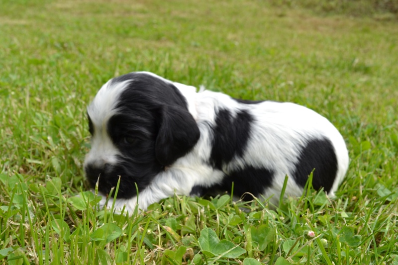 1e - fenka růžová.JPG